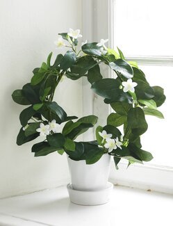 Konstväxt Doftranka Grön - Mr Plant