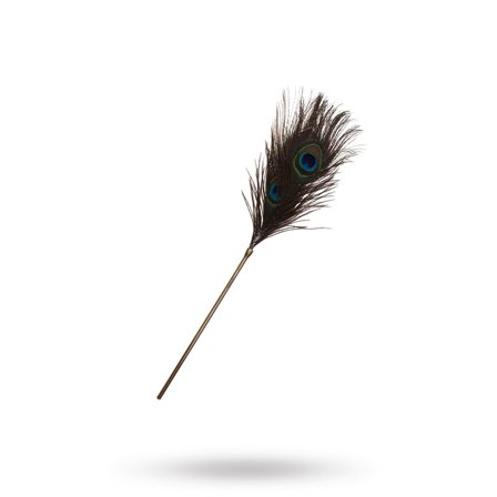 Påfågel - fjäderkittlare