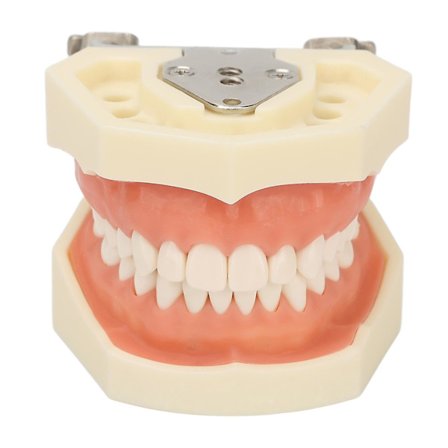 Yläleuan kysta hammasmalli 28 hammasta - Pehmeä ikenet kysta hampaat opetusmalli harjoitteluun leikkaa paise