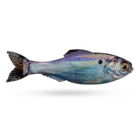 6th Sense Panorama 3,5'' 8,8cm (6-Pack) - Live Gizzard Shad DC