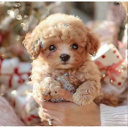 2025 Ny Robothund til voksne, AI Robot Hund, Nicoo - Min Realistiske Robot Hvalp Der Opfører Sig Som En Rigtig Hvalp - Gående, Gøende, Haleviftende[HK