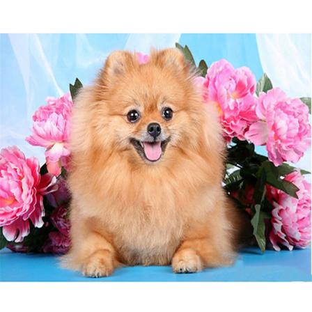 Full 5d Diy Diamond Painting Cross Stitch Little Cute Dog Rhines Som På Bilden 1 20x30cm