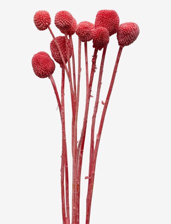 COOEE Strå Golden-Ball Rød 30cm