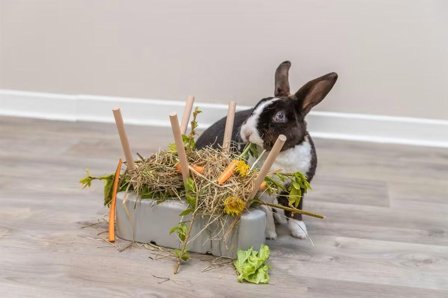 Fôringsstasjon til Kanin og Gnager - 26cm
