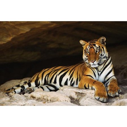 Tiger in cave