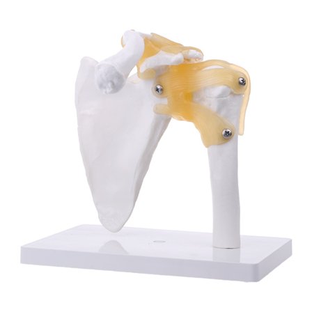 Funksjonell Anatomisk Menneskelig Anatomi Skjelett Skulderledd Bein Muskel i Naturlig Størrelse