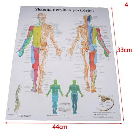 For medisinsk utdanning sykehusmassasjekart menneskelig anatomi muskelsystem kunstplakat trykk kroppskart silkemalerier veggdekor