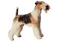 Fox terrier strihåret stående - klistremerker