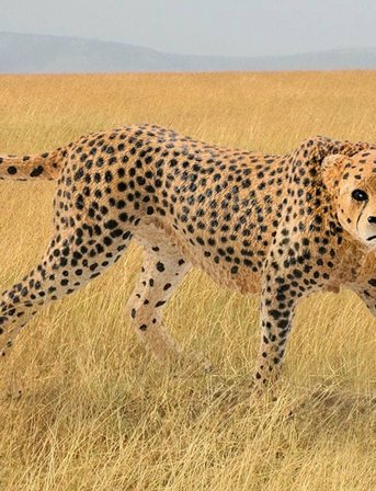 Schleich Schleich Cheetah Female - Multi/patterned - ONE SIZE