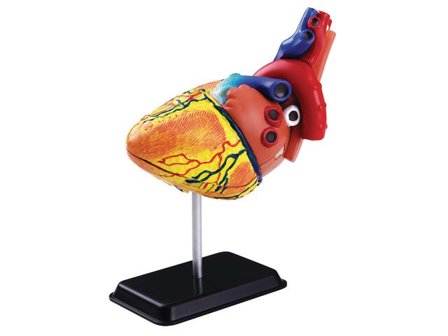 EDU-TOYS Anatomisk modell Hjärta 14 cm - Lyreco - Skola och förskola - Klassrummet / Lära - Anatomi
