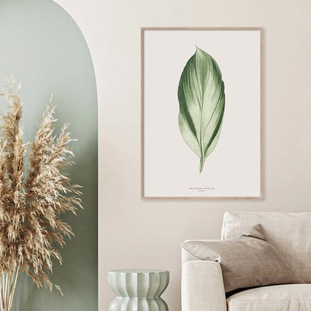 Dracæna Regina — Plakat med flot illustration af plante fra Nature Remixed by Gehalt