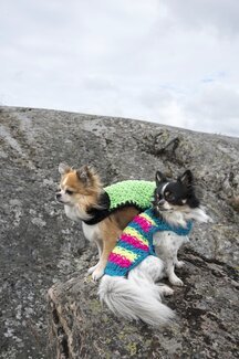 Neuleohje Koiran Neule