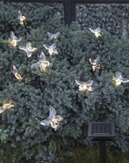 Aurinkokennokoriste Valoköynnös Papillon Valkoinen