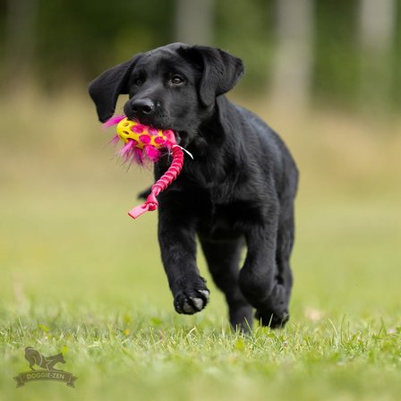 Doggie-Zen Bungee Knot Tug med Hol-ee Football og falsk pelsfyll - S