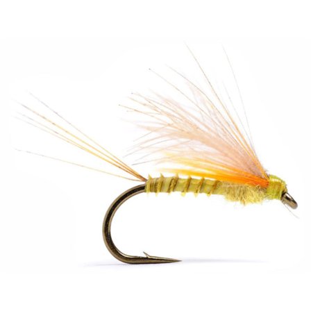 CDC Biot Dun Emerger PMD #14