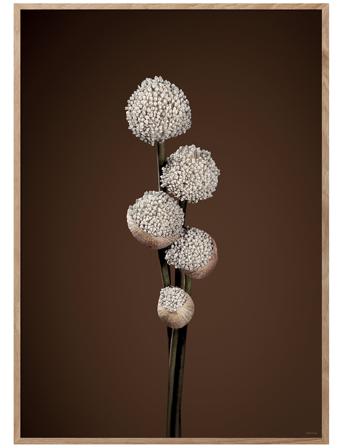 Unfold - Brown Home Decoration Posters & Frames Posters Botanical Multi/patterned ChiCura