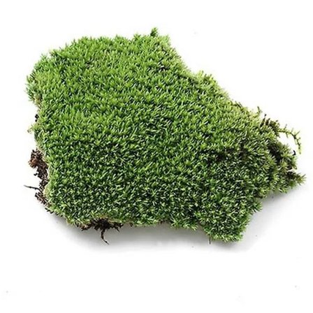 5 stk Hjem Festdekorasjon Kunstig Grønt gress Mose Plante Ornament Miniatyr