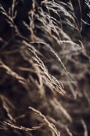 Malerifabrikken - Plakat Mellow grasses 7 - Brun - Posters - Fra Homeroom