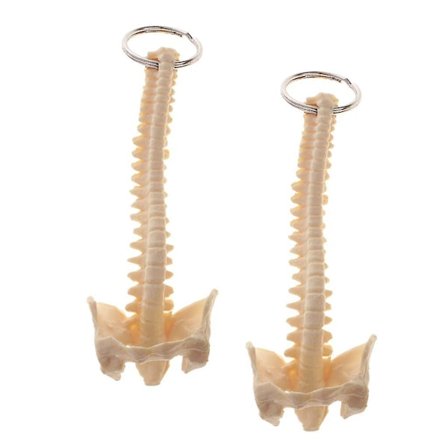 2 stk Mini håndlaget menneskelig ryggradsskjelet modell nøkkelring skoleundervisningsverktøy elegant pen nyhet nøkkelring søt for