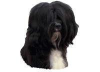 Tibetansk terrier mørk hode - klistremerker