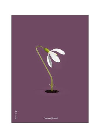 Snowdrop Purple Home Decoration Posters & Frames Posters Botanical Monivärinen/Kuvioitu Brainchild