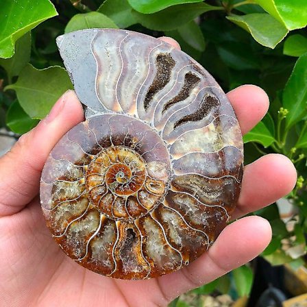 2 st Madagaskar Fossil Iridescent Ammonitprov