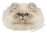 Perser blåtabbymasket - klistremerker