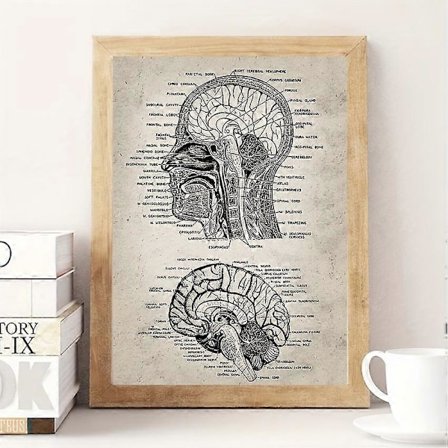 1 stk. Nevrovitenskap Menneskelig Anatomi Lerret Maleri - Retro Veggkunst for Baderom, Soverom, Kontor, Stue - Utdannende og Dekorativ - Ingen Ramme 