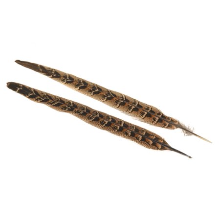 Pheasant Hen Ringneck Centre Tails