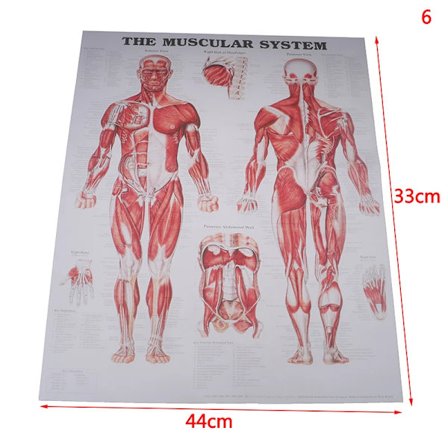For medisinsk utdanning sykehusmassasjekart menneskelig anatomi muskelsystem kunstplakat trykk kroppskart silkemalerier veggdekor