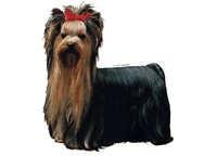 Yorkshire terrier stående - klistremerker