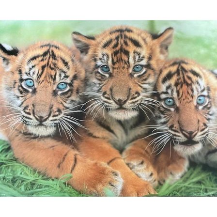 Tiger - Cubs