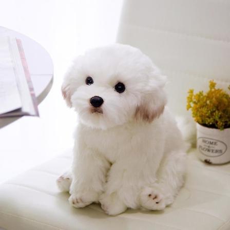 Pentujen täytetyt eläinlelu, Bichon