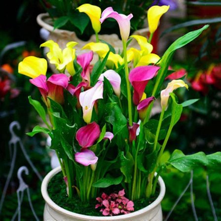 Pasja Calla Lilies Blomsterløk 3 løker per pakke Tiltrekker sommerfugler og kolibrier