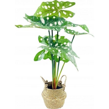 Konstgjord blomma - torkad blomma Eurofirany Eurocurtains Alocasia, konstgjord blomma i korg