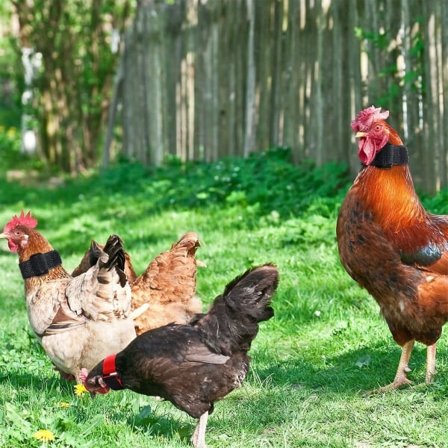 4 stk. hanehalsbånd uten lyd, stille halsbånd for haner, nakkebånd for haner, tilbehør for haner på gårder