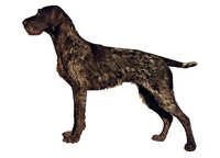 Vorstehhund strihåret stående - klistremerker