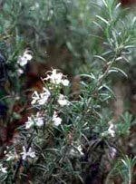 MSA ROSMARINUS OFFIC 50ML