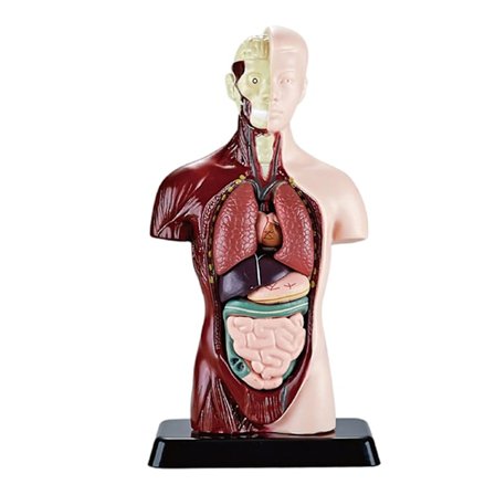 DIY Monteringssett Menneskelig Anatomisk Modell Holdbar Super Realistisk Modell Leker for Barn Gutter Jenter[D]