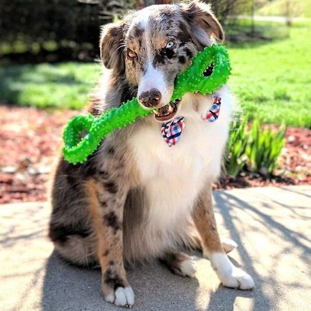Tug-of-war-ben för hundar, 13 tum, tuggben i gummi, interaktivt tuggben för aggressiva tuggare, små och stora hundar