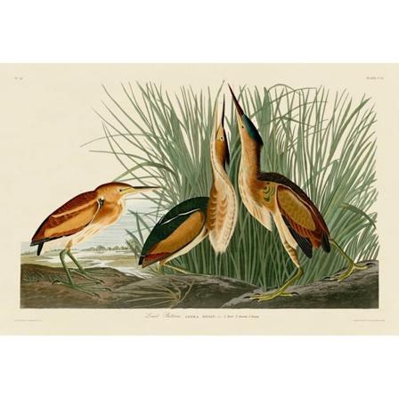 John James Audubon Least Bittern Print 60cm x 80cm Vit/Brun/ White/Brown/Green 60cm x 80cm