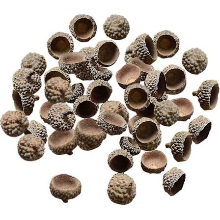 100x Naturlige Eikenøtter Ekte Rustikke Eikenøtter Hatter Dekorativ Vase Fyllstoffer Hjem DIY Jul Kjøkken Høst Bordspredning Fotorekvisitter, 