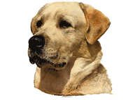 Labrador gul - klistremerker