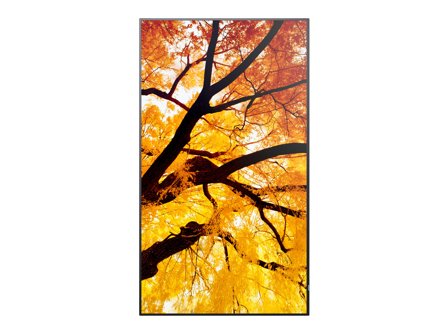 Sharp MultiSync M752 74.5" IPS 550cd/m² 3840 × 2160pixels