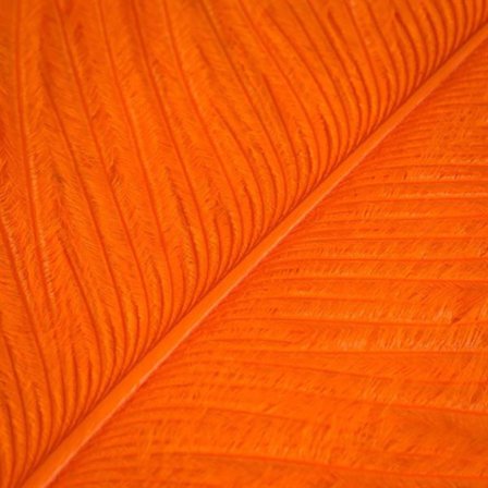 Struts plym - Orange