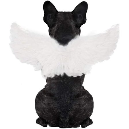 Kæledyr Halloween Kostume Cosplay Engel Djævel Sort Hvid Vinge til Hund Kat Kanin Gris - Sjov Gave til Halloween Fest