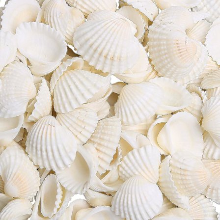 Små sjøskjell til dekorasjon, 330g 140~160stk Bulk Tiny Seashells For Crafting 1/2" - 1 1/4", Naturlige kamskjellskjell til håndverk, Hjemmedekor Vase