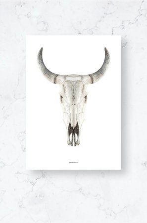 Malerifabrikken - Poster / Cow skull / Plano - Hvit - Postere - Fra Homeroom