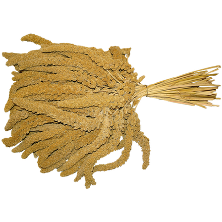 Imazo - Hirsekolbe fransk XL 15kg - Fuglegodteri & kräcker - Naturgodbiter - ZOO.no