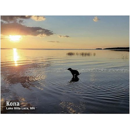 Bæsjende hunder skrivebords kalender 2023-8.26" X8.26" veggkalender - veggkalender, hundebæsj kalender januar 2023 - desember 2023 morsomme gaver til 